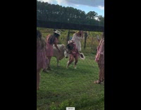 Goat headbutts woman taking selfie