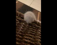 Collab PLC - Kitten Reaches  Up on Chair while Hidden Under