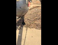 Goose crosses street picks fight with woman