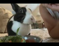 Pet bunny eats leaf served from plate