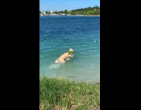 Dog catches blue frisbee in lake water
