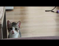 Collab PLC - Kitten on the floor peeks and then climbs the sofa