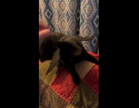 Cat in bat wings falls from chair