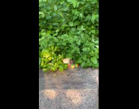 Collab WINY - Pet rat eat rainbow bagel  beside plants