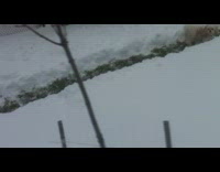 Small dog running through snow obstacle course 