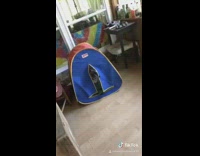 Video about guys pug compilation