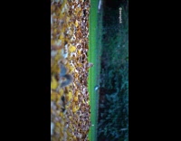 Collab animalig_default - Video compilation of squirrels at the park