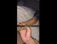 Guy annoys brown and black dog paw 