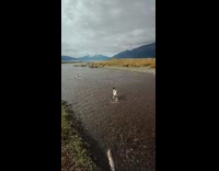 Pet dog run and catches salmon on the river