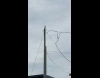 Two seagulls mate on top of pole