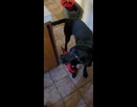 Black dog shows lobster toy to owner