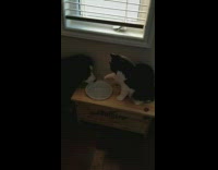 Dog trying to drink water out of a plate bowl while cat tries to pet and hit it