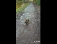 Small dog walks with a stick in mouth 