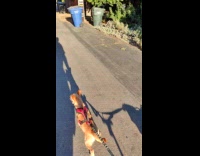 Two dogs pull wagon with senior dog fails