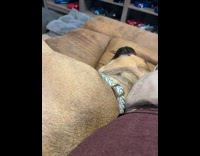 Dog lay on side bark while sleeping