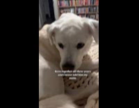 Woman introduced herself to dog after 7 years