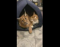 Growling Caracal protects orange white cat