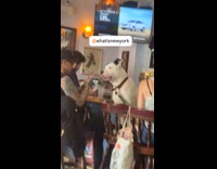 Dog sitting at bar stool at restaurant