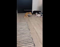 Collab PLC - Orange cat plays fetch with his owner 