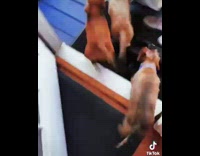 Collab Kale Salad IG - Dogs drag toy elephant and shoe outside