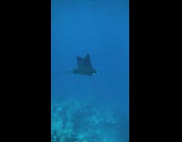 Two black stingrays swimming in a school of fish 
