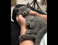 Cat with eyes closed gets pet guy