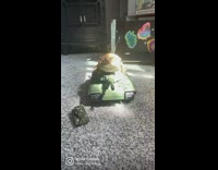 Lizard sits on top of different toys