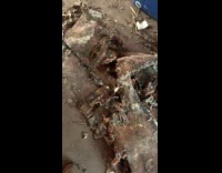 Grandkids show old carpet easily torn apart