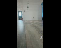Two little pet birds walking across wood floors