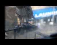 Brown hawk eats dead pigeon on railing