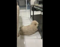 Brown dog falls asleep floor coffee table 