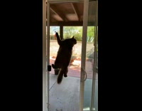 Brown cat climbs white screen door backyard 
