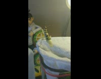 Flower Mantis Flaps Wings before Flying 