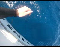 Woman almost got bitten by a shark 