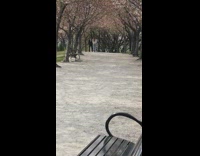 Couple formal clothes pink cherry blossom trees