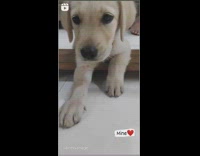 Golden retriever puppy dog compilation yellow collar 