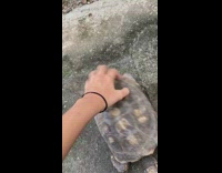 Turtle back scratch enjoy