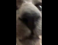 Collab PLC - Cat touches camera and sniffs its lens