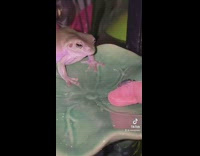 Frog does not like to eat beetles and is disgusted