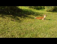 Deer fawn invade territory headbutt kid