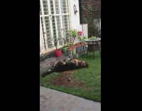 Large black brown dog rubs back grass 