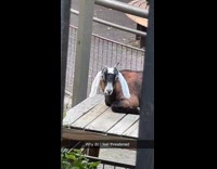 Goat chews and stares at the filmer