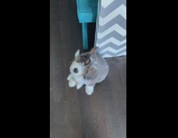 Grey white puppy tilts head girl whistles 