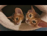 Wide-Eared Cats Stick Out Head from Shelter