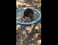 Dog jumps in pool puddle