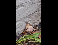 Chonky frog sitting and leaning against wall