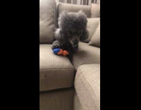 Dog resource guarding its toy growling at hooman 