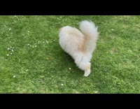 Pet cat plays with a pink small Pom Poms on the grass