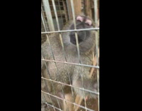 Baboon picking at arm reacts to ouch