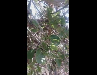 Two white eggs in bird nest tree
